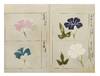 Finely illustrated album, entitled on manuscript label on upper cover “Asagao fu” [“Pictures of Morning Glories”], a collection of 55 highly accomplished & beautifully rendered brush & color-wash paintings of morning glories
