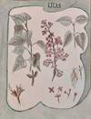 Lilas