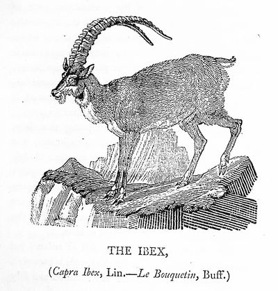A General History of Quadrupeds. The Figures Engraved on Wood