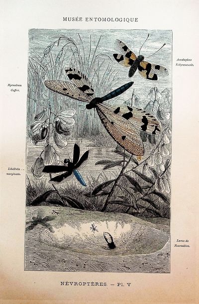 Les Insectes: Organisation, Moeurs, Chasse, Collection, Classification. Histoire Naturelle des Orthopteres, Neuropteres, Hymenopteres, Hemipteres, Dipteres, Apteres, Etc. [The Insects: organization, habits, hunting, collection, classification; natural history of Orthoptera, Neuroptera, Hymenoptera, Hemiptera, Diptera, Aptera, etc.]
