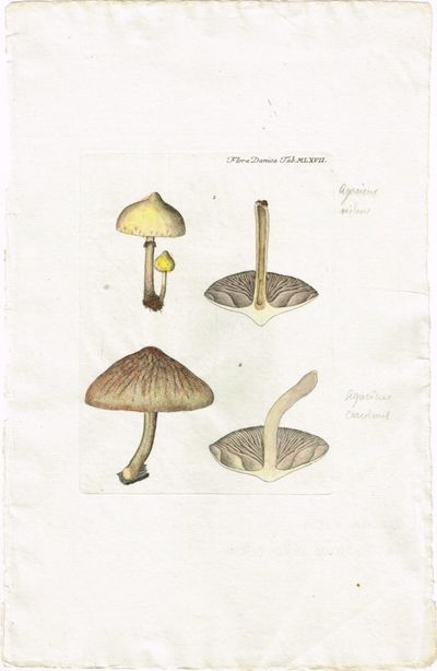 Tab. MLXVII. Agaricus nitens. Utg. av M. Vahl.