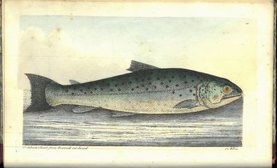 A treatise on fish and fish-ponds, by The. Hon. (...). Illustrated with eighteen beautifully-coloured specimens, by Ebenezer Albin. (photo 2)