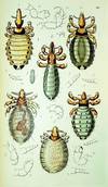COLORFUL LICE. Monographia Anoplurorum Britanniae, or an Essay on the British Species of Parasitic Insects belonging to the Order Anoplura of Leach