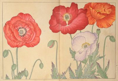 Seiyô SOKA ZUFU 西洋草花図譜