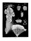 Essays in Biology in Honor of Herbert M. Evans