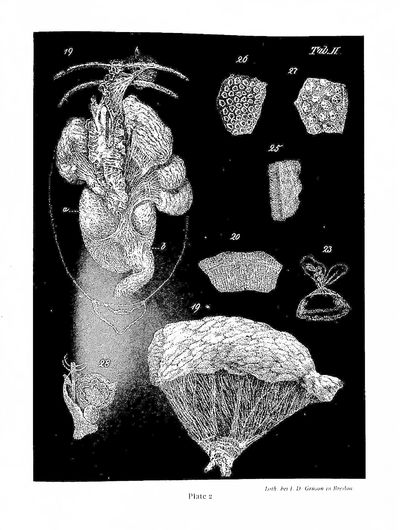 Essays in Biology in Honor of Herbert M. Evans
