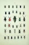 Les Coleopteres: Organisation; Moeurs; Chasse; Collections; Classification; Iconographie et Histoire Naturelle des Coleopteres d"Europe [The Beetles: Organization; Morals; Hunting; Collections; Classification; Iconography and Natural History of European Coleoptera]