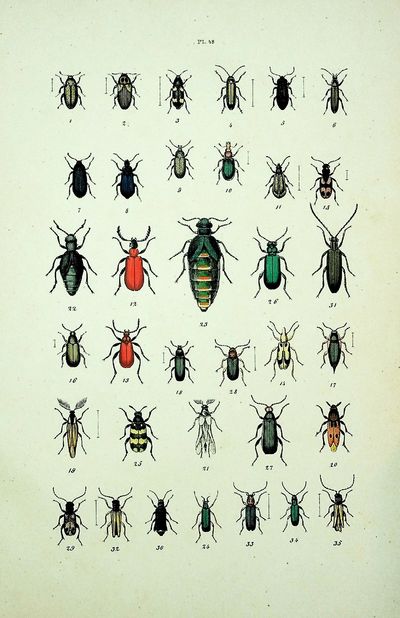 Les Coleopteres: Organisation; Moeurs; Chasse; Collections; Classification; Iconographie et Histoire Naturelle des Coleopteres d"Europe [The Beetles: Organization; Morals; Hunting; Collections; Classification; Iconography and Natural History of European Coleoptera]
