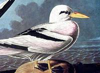 Tropic Bird. From The Birds of America (Amsterdam Edition)