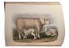 View Image 6 of 12 for The breeds of domestic animals of the British Isles Inventory #40457