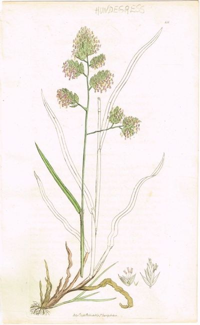 Pl. 335 (Hundegress / Dactylis glomerata / Rough…