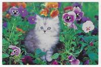 KITTEN SITTING AMONG PANSIES by Postcard - N.D.