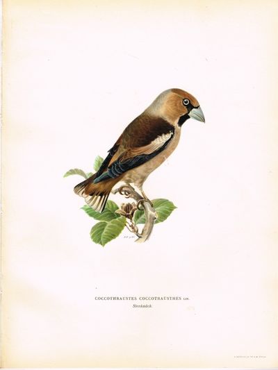 Coccothraustes coccotrausthes. Stenknäck.…