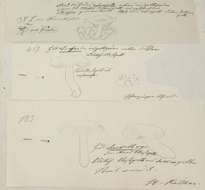 [Manuscript Field Notes in German over 240 Fungi Drawings of Medicinal, Edible & Toxic Mushrooms]