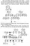 View Image 4 of 10 for Problems in Eugenics. Papers Communicated to the First International Eugenics Congress held at The U... Inventory #1691