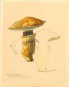 Boletus Flavus L. Collected L'Islet County, Que. 1950. [Original watercolor with convolute of related materials]