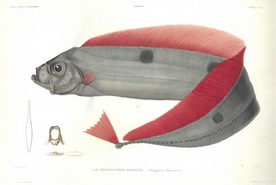 Le trachyptère bogmare. (Trachypterus Bogmarus…