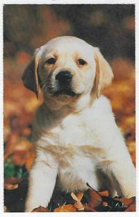 image of PUPPY SITTING IN FALL LEAVES
