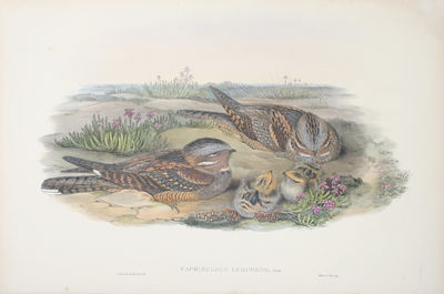 Caprimulgus Europaeus, Linn. Nightjar, or…