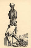 Icones anatomicae. Fourteenth muscleman, Fabrica (rear view)