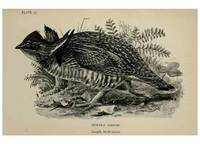 Reproducción/Reproduction 7180207833: Birdcraft :. New York :Macmillan Co.,c1897.