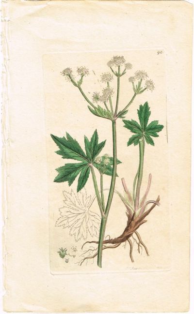 Pl. 98. (Sanicula / Sanikel / Wood Sanicle.) Fra…