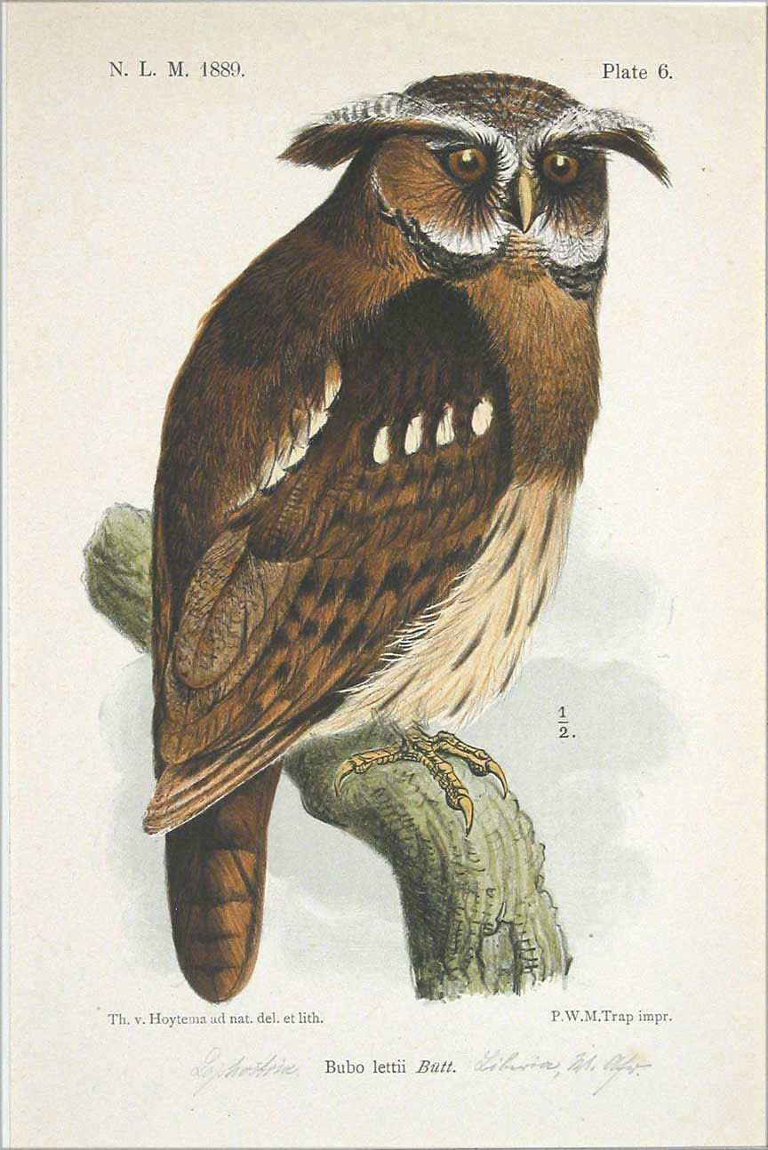 Antique Natural History Plate Books Antique Natural History Plate Books