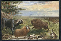 Fanciful chromolithographic view of American Bison, Water Buffalo, long horned sheep & a pair of Kangaroos