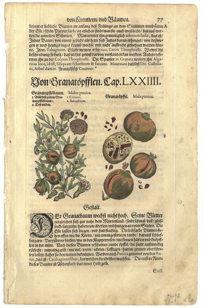Granatöpfflen.