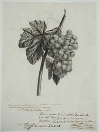 Drawing of Grapes, awarded 1st prize for the year 1829 from the French drawing school 