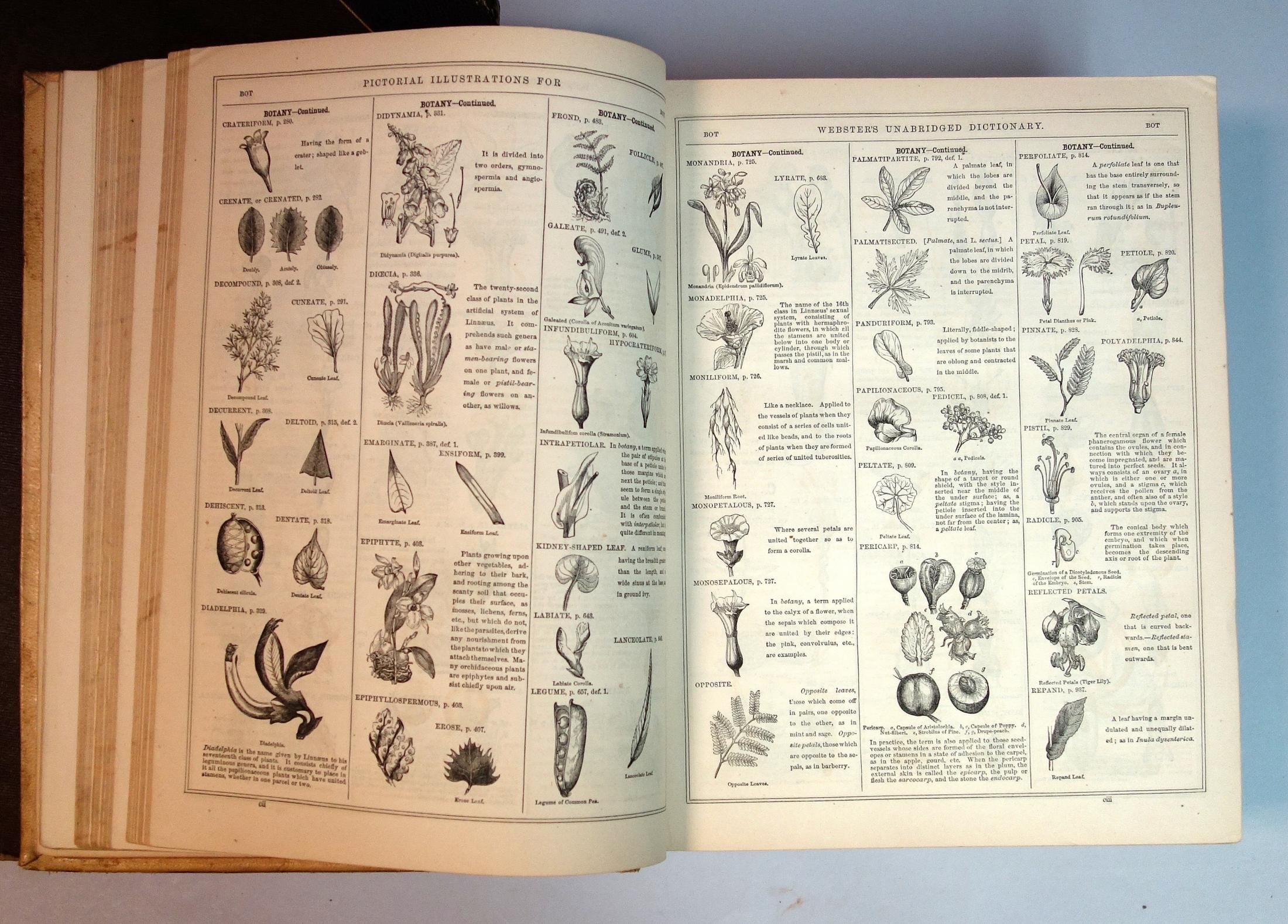 Dissertation webster dictionary