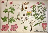 Danish Botanical Wall Chart: #XVIII Geranium. by Vilhelm Eugenius. Balslev - First edition - c.1950. - from Lowry-James Rare Prints & Books (SKU: 7231)