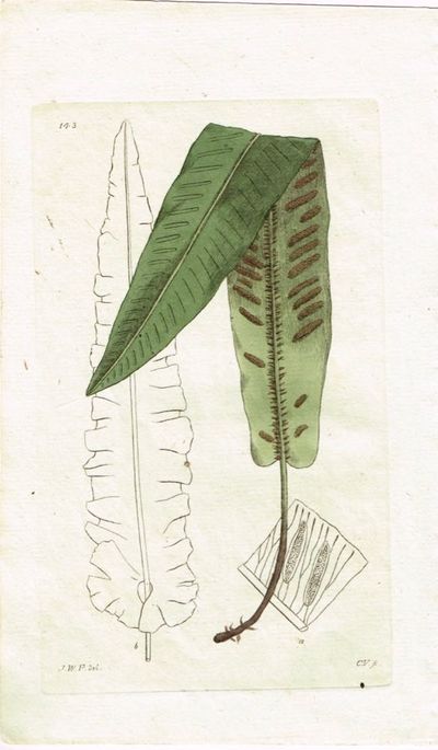 Pl. 143. (Hjortetunge / Scolopendrium). Fra…