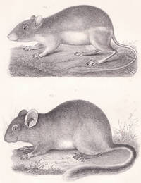 Engraved Plate "Pouched Jumping Mouse of California & Oregon with a Bushy  Tailed Rat Found on the Coast of Washington Territory".