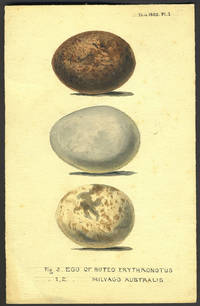 image of Original art of South American birds' eggs, Buteo Erythronotus & Milvago Australis
