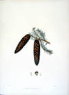 Abies carpatica