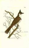 Plate # 645. The Red-Vented Shrike. Lanius Jocosus.