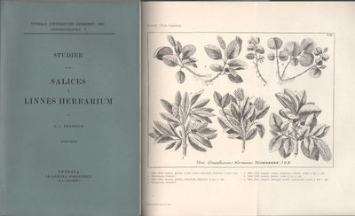 STUDIER ÖFVER SALICES I LINNÉS HERBARIUM.