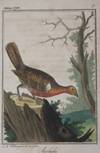 Neujahrs Geschenck für Jagd- und Forstliebhaber, auf das Jahr 1794