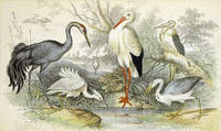 Hand Colored Copper Engraved Natural History Plate of Marsh Birds: Stork, Cranes, Heron, and...