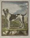 [MATTED PRINT]. Le Dogue de Forte Race. (The Strong Mastiff), Pl. XLV