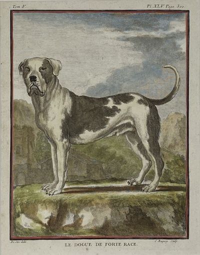 [MATTED PRINT]. Le Dogue de Forte Race. (The Strong Mastiff), Pl. XLV