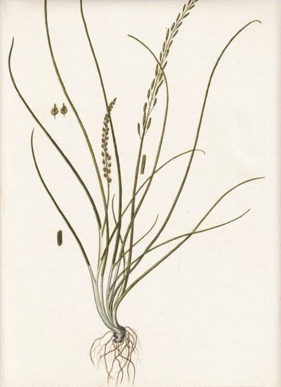 Flora Danica. Planche nr. CCCCXC