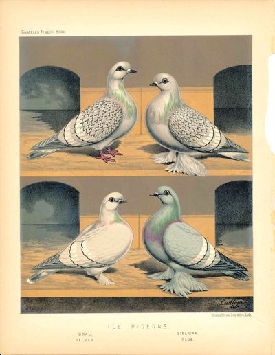 Cassell, Petter, & Galpin, 1880. Fine. Chromolithograph print of 4 pigeons. Browning to margins, els...