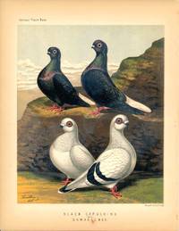 Cassell's Pigeon Book - "Black Capuchins and Damascenes" Pigeons