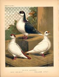Cassell's Pigeon Book - "Black Lahore. Red Helmet. Yellow Spot" Pigeons