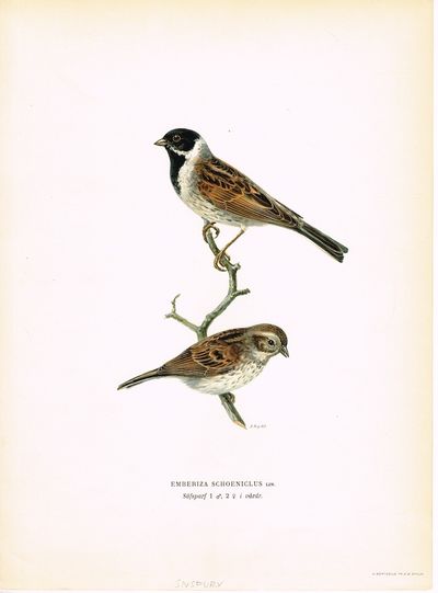 Emberiza Schoeniclus. Säfsparf 1 ♂, 2 ♀i vårdr.…