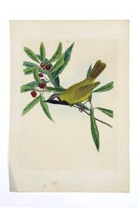 White-eared Honey-eater