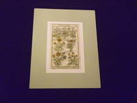 Paradisi in Sole Paradisus Terrestris; or, Garden of All Sorts of Pleasant Flowers…