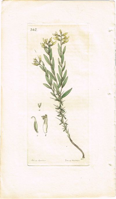 Pl. 547. (Tysk ginst / Genista Germanica). Fra…